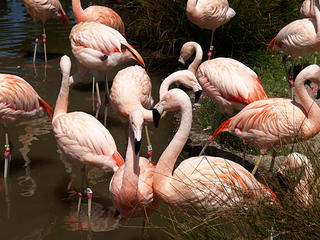 Pink flamingos #2