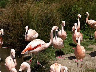 Pink flamingos #3