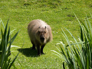 Capybara #3