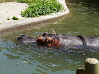 Hippopotamus #3