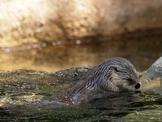 North american river otter #5