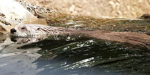 North american river otter #6