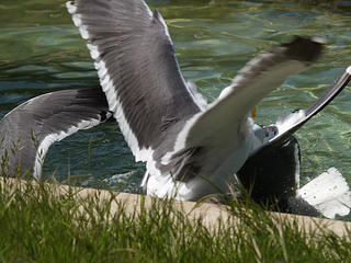 Seagull fight #2