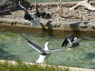 Seagull fight #6