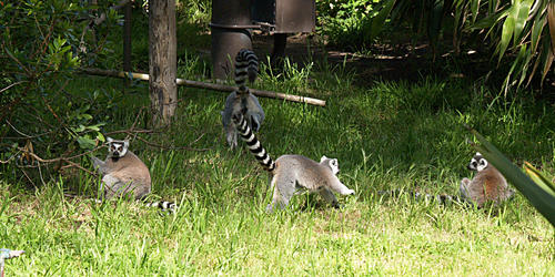 Ring-tailed lemurs