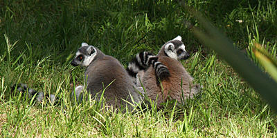 Ring-tailed lemurs #2