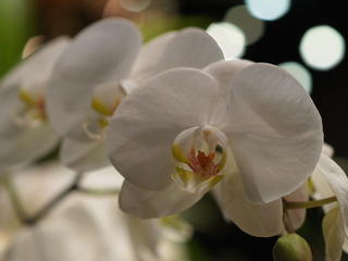 Moth Orchid #3