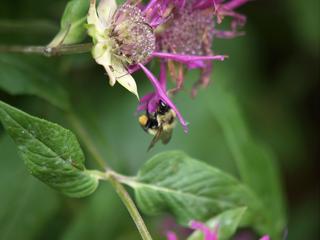 Bee on flower #2