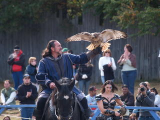 Knighthawk falcon show #2