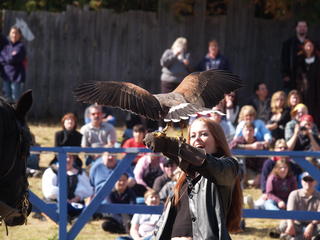 Knighthawk falcon show #9