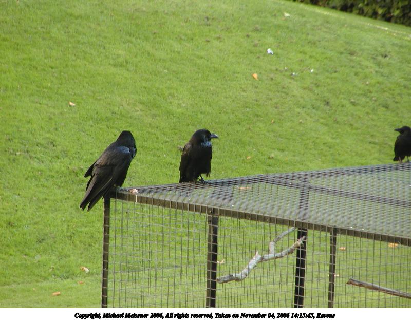 Ravens #2