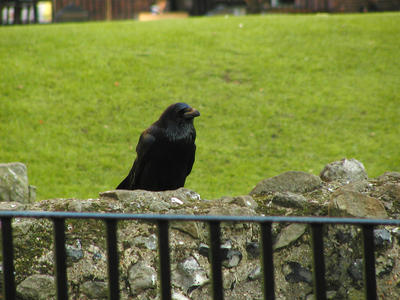 Raven #2
