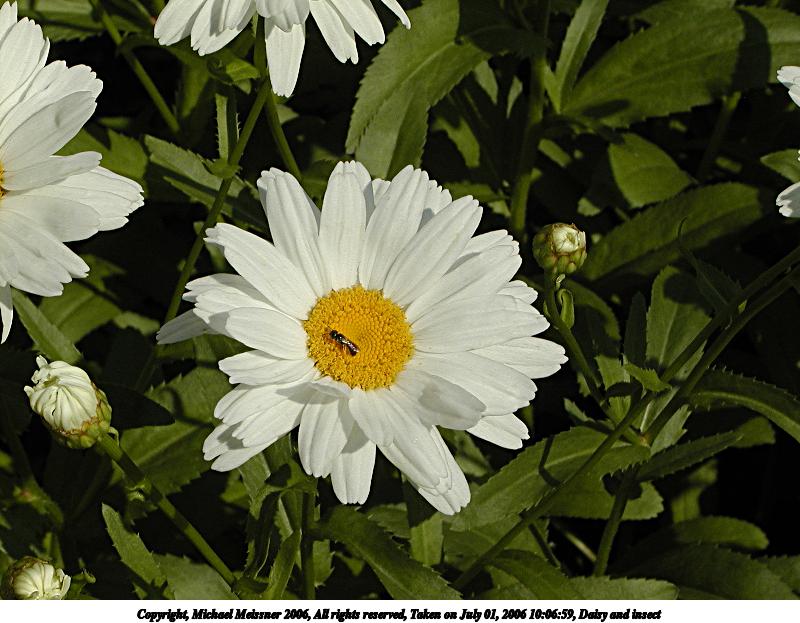 Daisy and insect