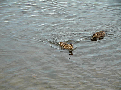 Ducks #2