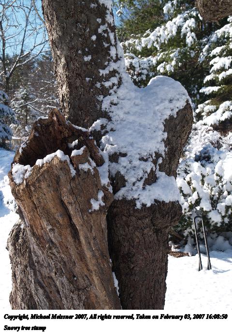 Snowy tree stump