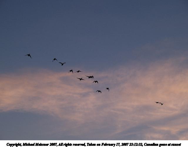 Canadian geese at sunset