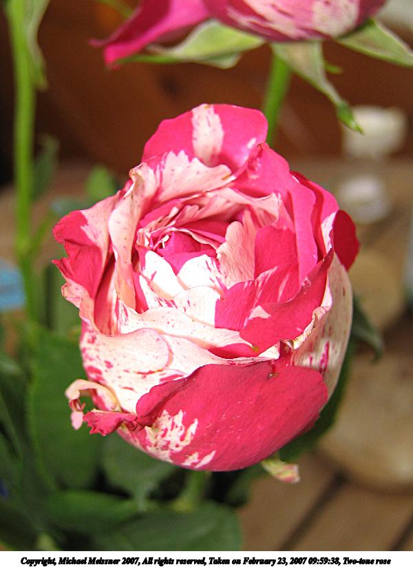 Two-tone rose