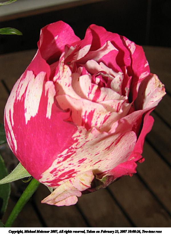 Two-tone rose #2