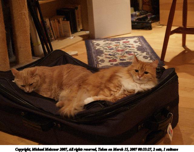 2 cats, 1 suitcase