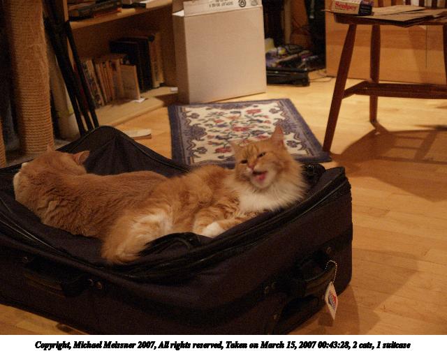 2 cats, 1 suitcase #2