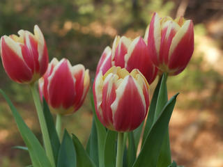 Tulips #4