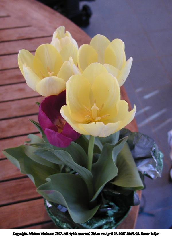 Easter tulips #3