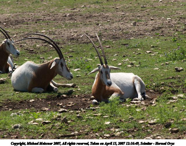 Scimitar - Horned Oryx