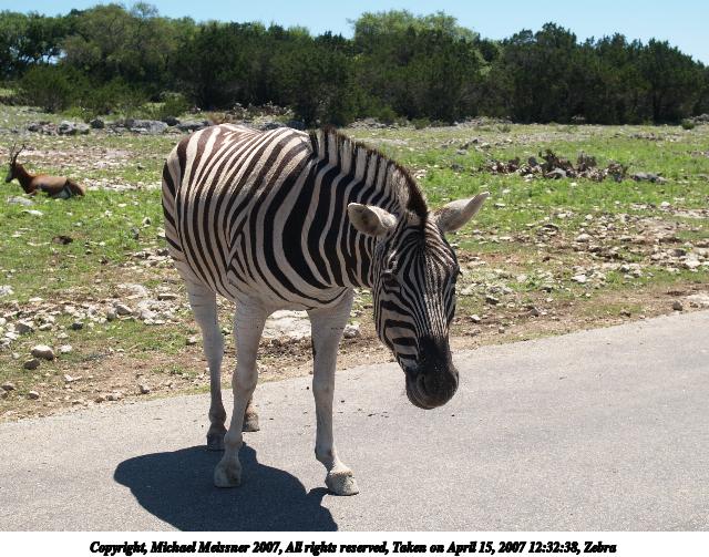 Zebra #7