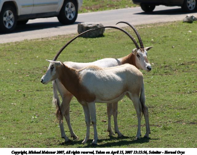 Scimitar - Horned Oryx #8