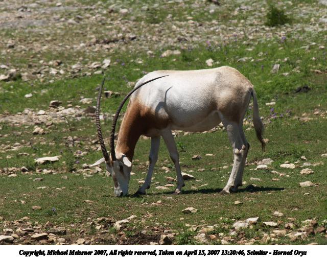 Scimitar - Horned Oryx #9