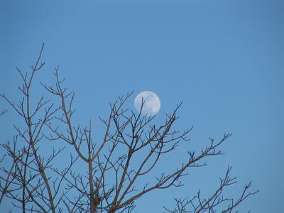 Moon and tree #2
