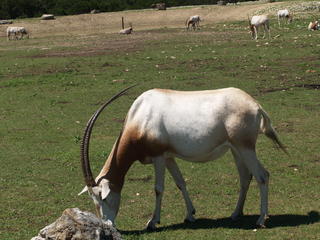 Scimitar - Horned Oryx #3