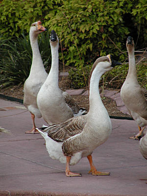 Geese #3