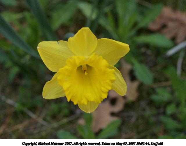 Daffodil #3