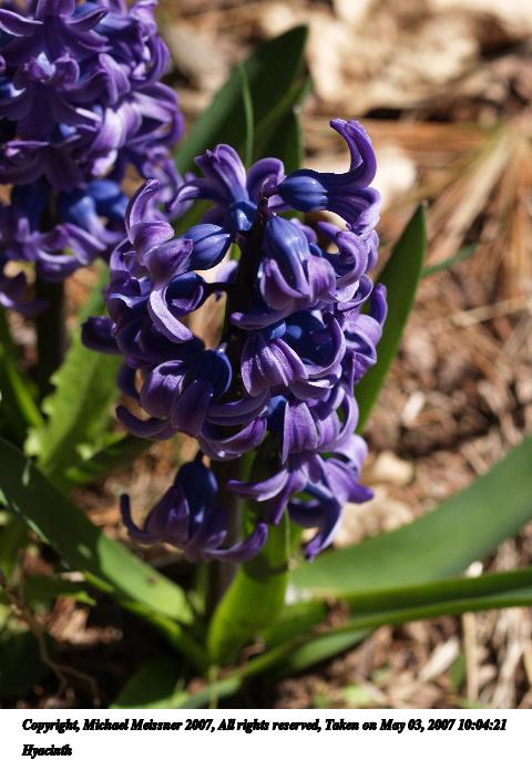 Hyacinth #3