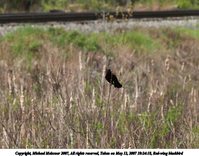 Red-wing blackbird #2