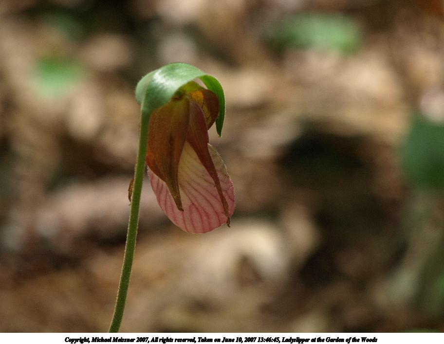 Ladyslipper at the Garden of the Woods #3