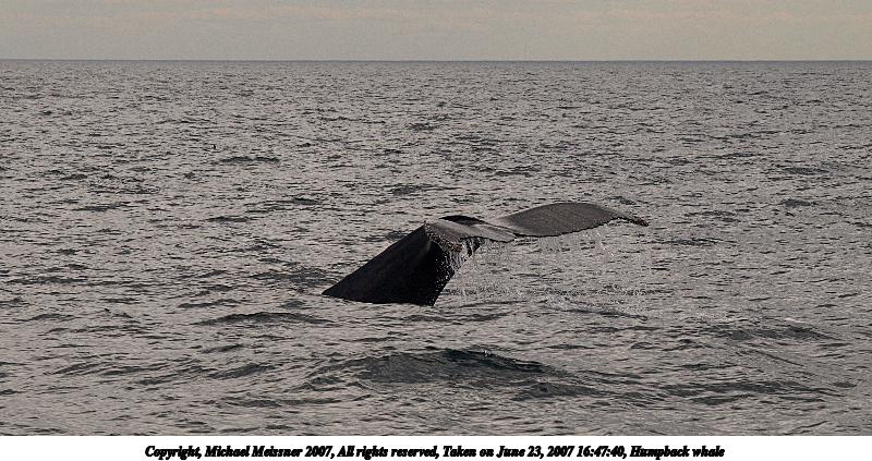 Humpback whale #4