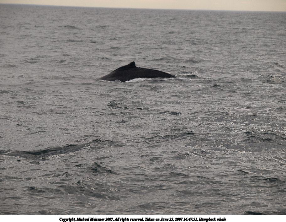 Humpback whale #6