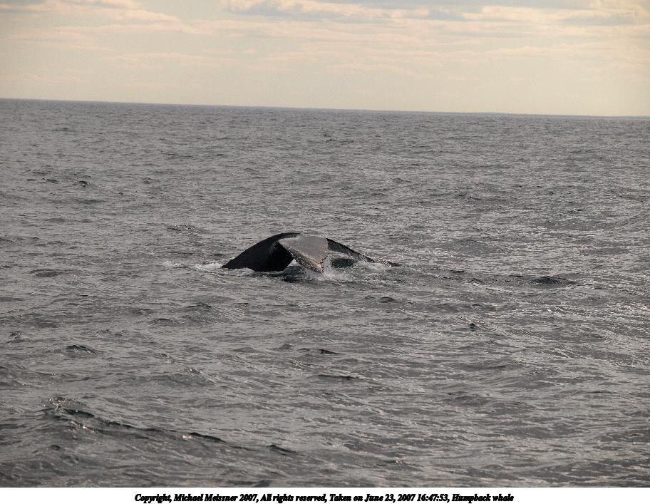 Humpback whale #8
