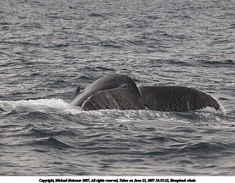 Humpback whale #17