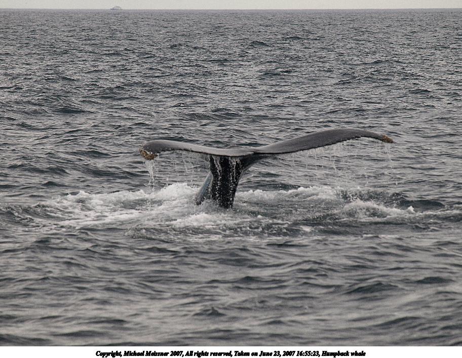 Humpback whale #18
