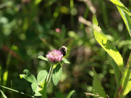 Bee on clover