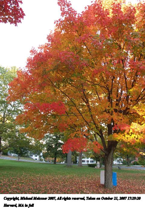 Harvard, MA in fall #7