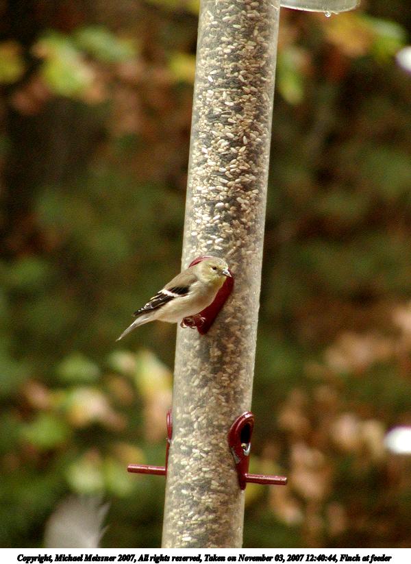 Finch at feeder