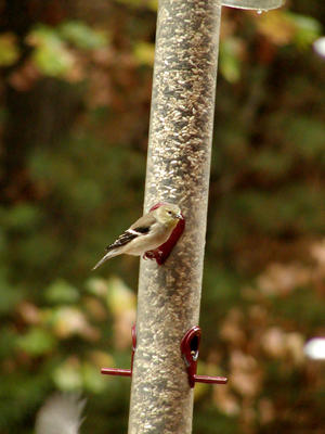 Finch at feeder