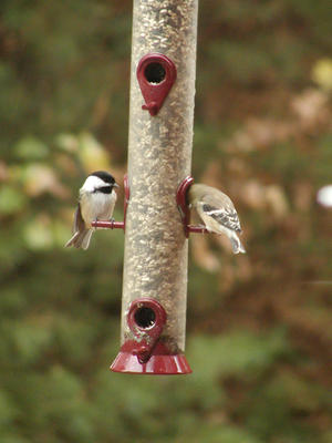 Finches at feeder