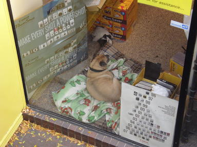 How much is the doggie in the window