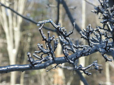 Ice covered branch #2