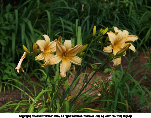 Day lily #2